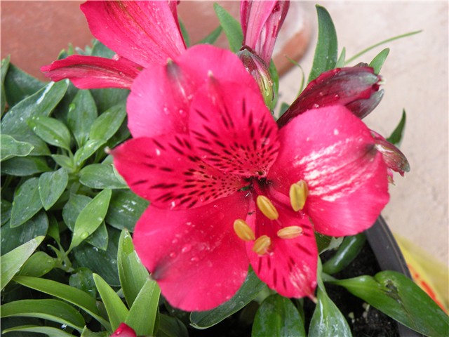alstromeria